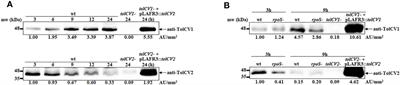 TolCV1 Has Multifaceted Roles During Vibrio vulnificus Infection